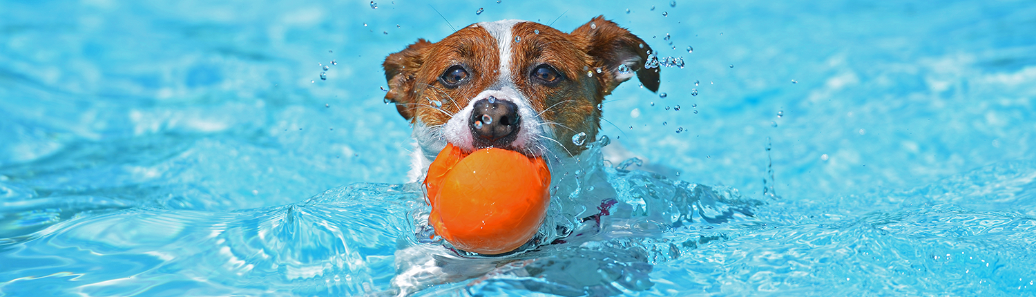 Dog Swimming with Ball
