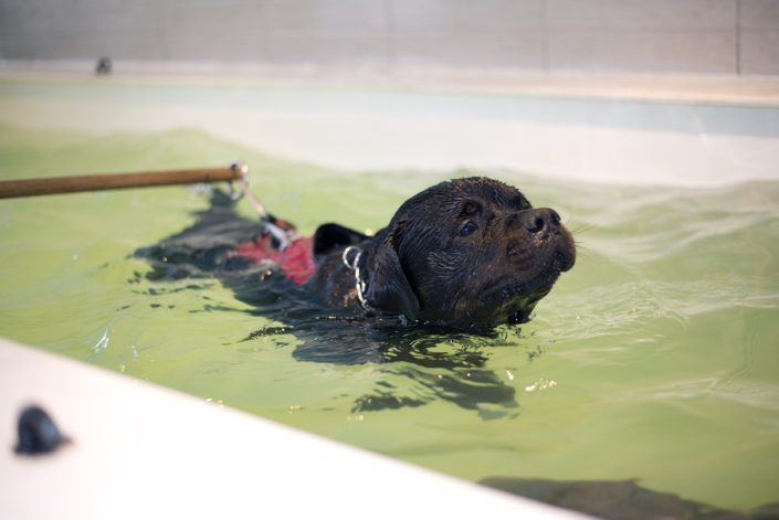 dog hydrotherapy