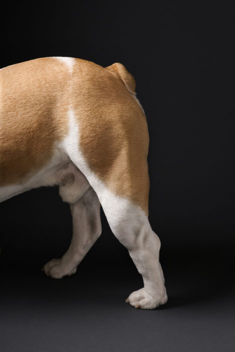 legs of a bulldog