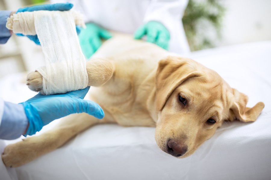 how do you treat soft tissue damage in dogs