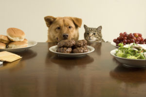 Dog and cat about to eat burger patties on a table.